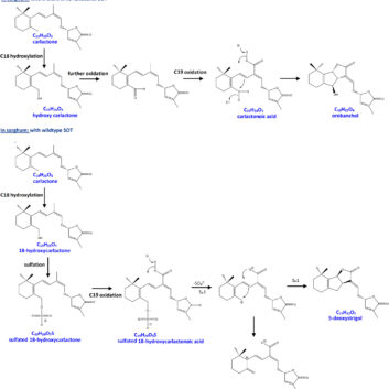 ppp310549-fig-0004-m