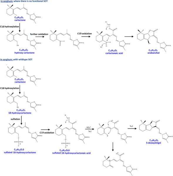 ppp310549-fig-0004-m