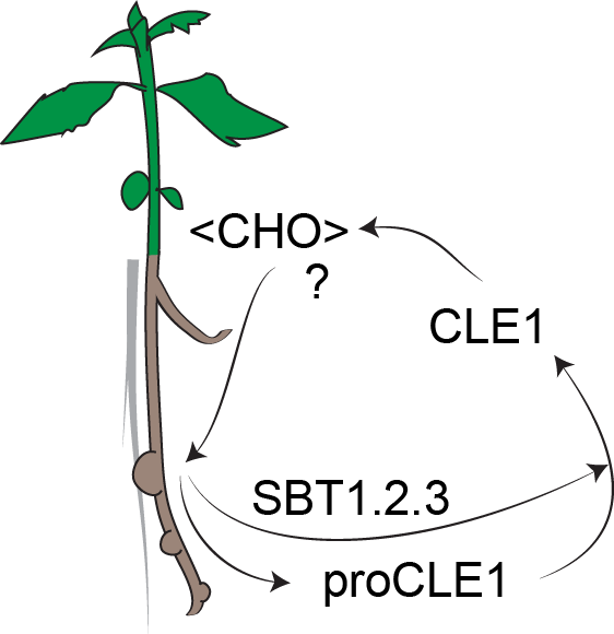 PjCLE1-model-3